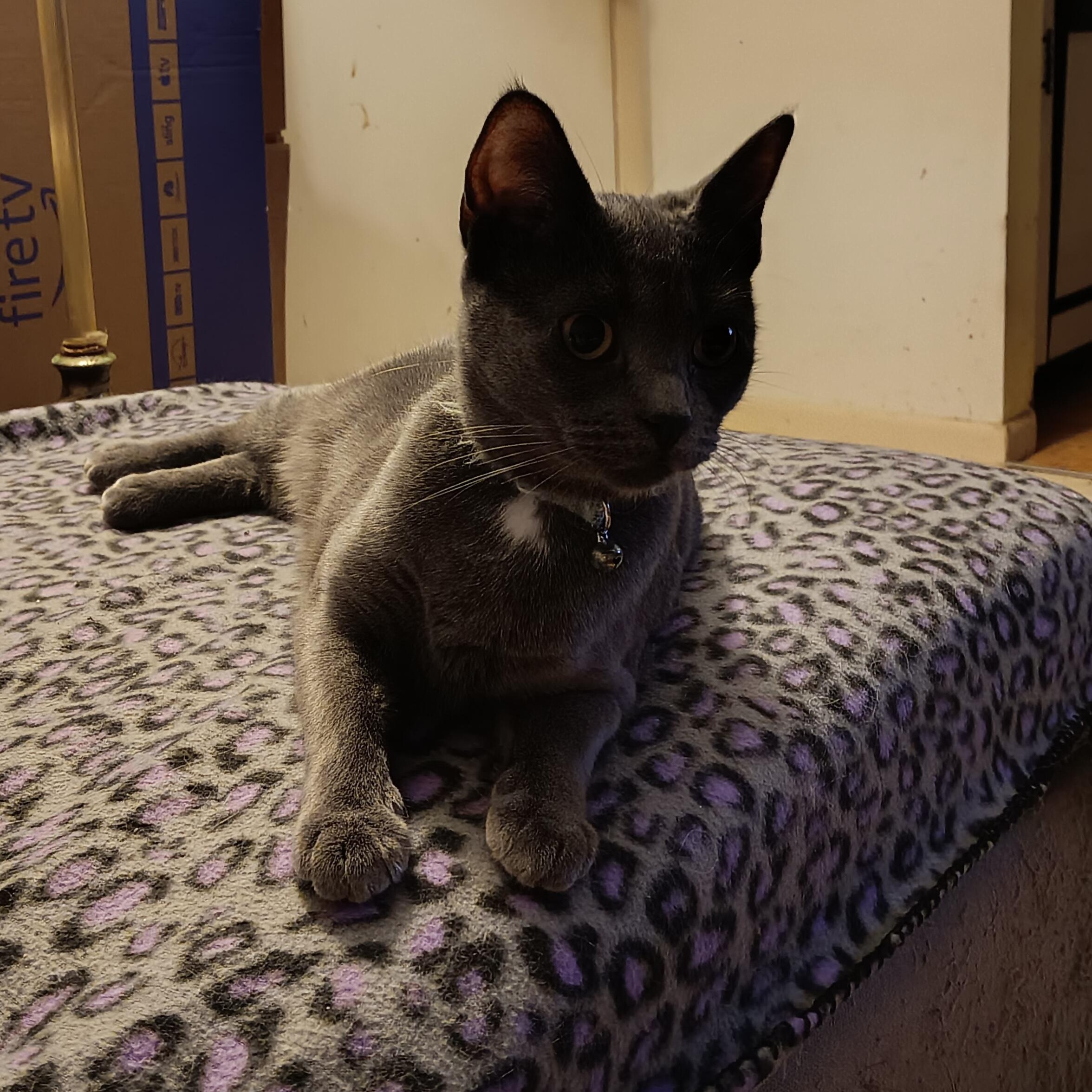 Lady Gray