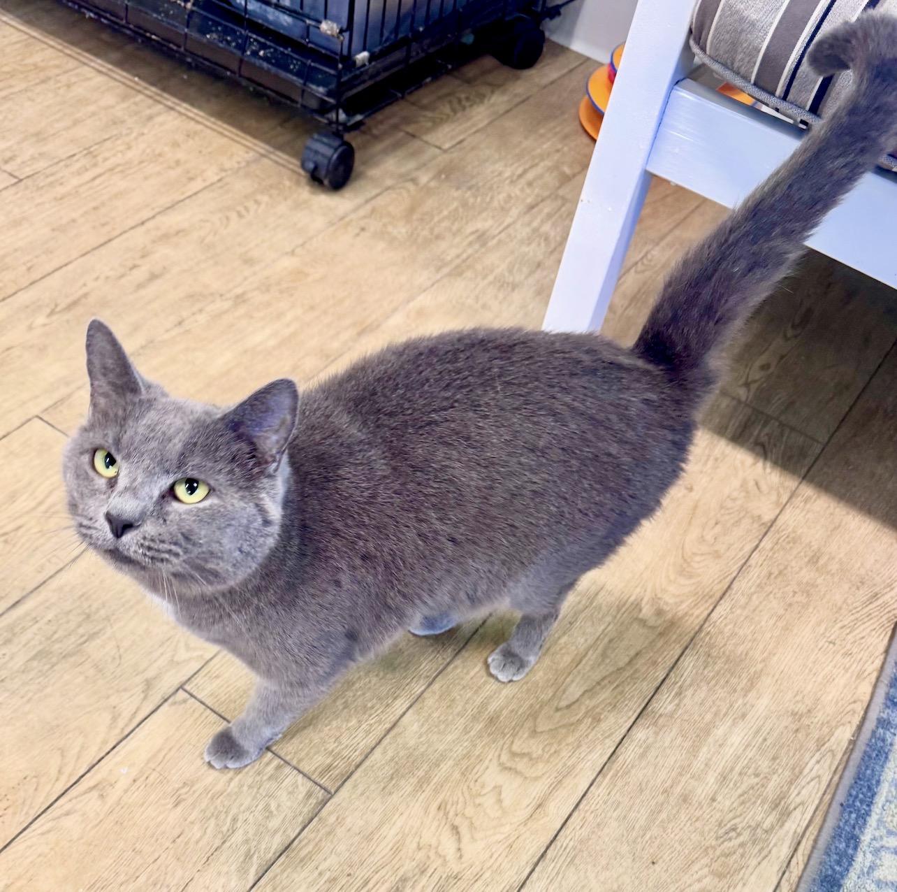 Little One, adopted, Adult Male Domestic Short Hair.