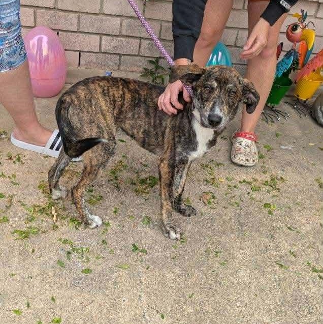 Enlarge Munchie, an adopted mixed breed in Williston, VT image 6/6