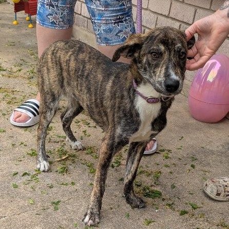 Enlarge Munchie, an adopted mixed breed in Williston, VT image 4/6