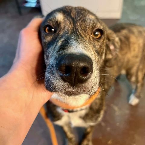 Enlarge Munchie, an adopted mixed breed in Williston, VT image 2/6