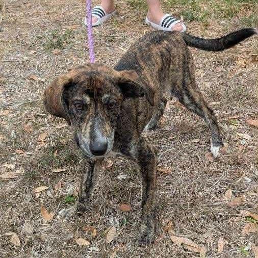 Enlarge Munchie, an adopted mixed breed in Williston, VT image 3/6