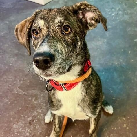 Munchie, adopted, Young Female Labrador Retriever.