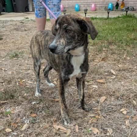 Enlarge Munchie, an adopted mixed breed in Williston, VT image 5/6