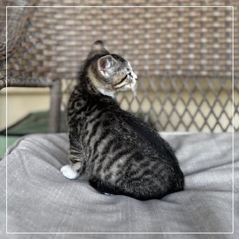 Lady Pawsington, a Adoptable Domestic Short Hair in Long Beach, CA image 1/6