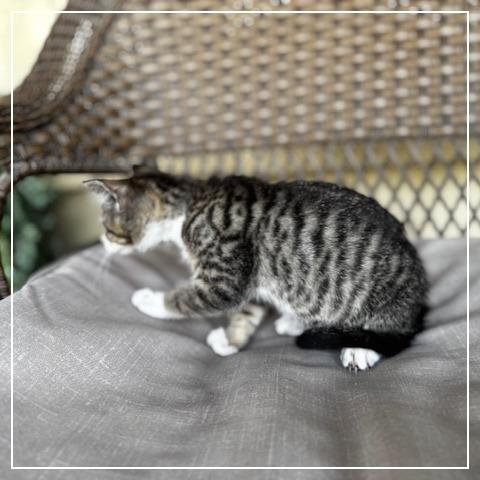 Lady Pawsington, a Adoptable Domestic Short Hair in Long Beach, CA image 2/6