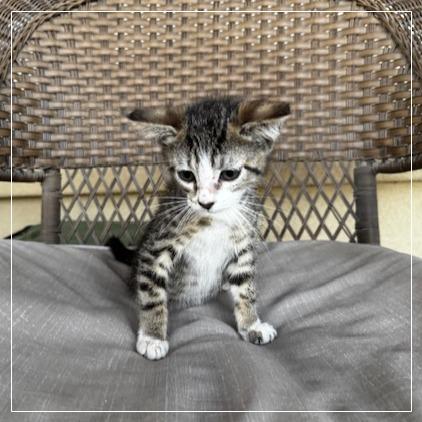 Lady Pawsington, a Adoptable Domestic Short Hair in Long Beach, CA image 3/6