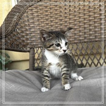 Lady Pawsington, a Adoptable Domestic Short Hair in Long Beach, CA image 4/6