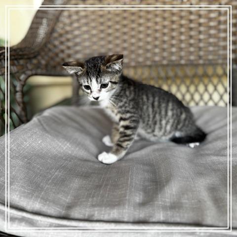 Lady Pawsington, a Adoptable Domestic Short Hair in Long Beach, CA image 5/6