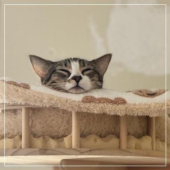 Lady Pawsington, a Adoptable Domestic Short Hair in Long Beach, CA image 6/6