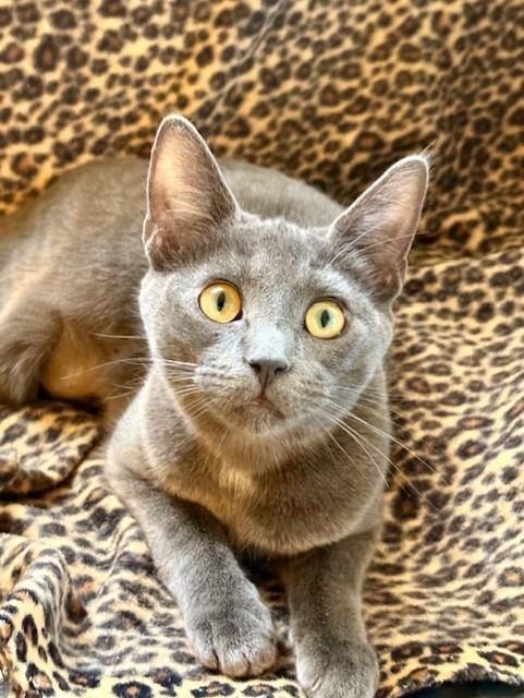 Enlarge WILLOW, a Adoptable mixed breed in Greensboro, NC image 3/6