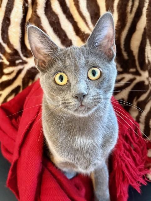 Enlarge WILLOW, a Adoptable mixed breed in Greensboro, NC image 4/6