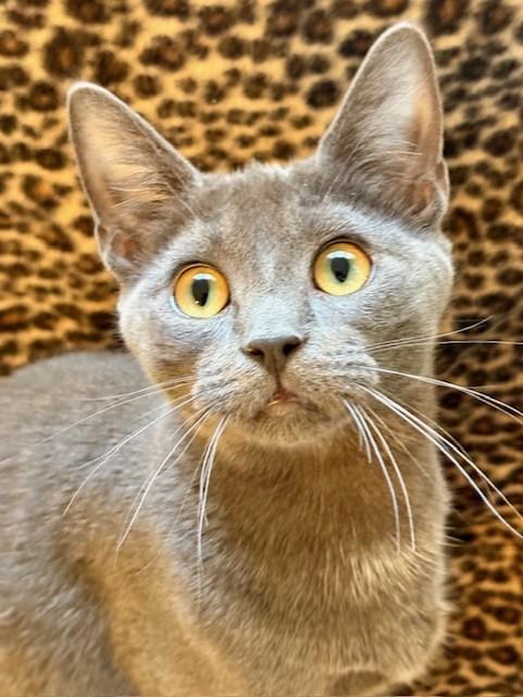 Enlarge WILLOW, a Adoptable mixed breed in Greensboro, NC image 2/6