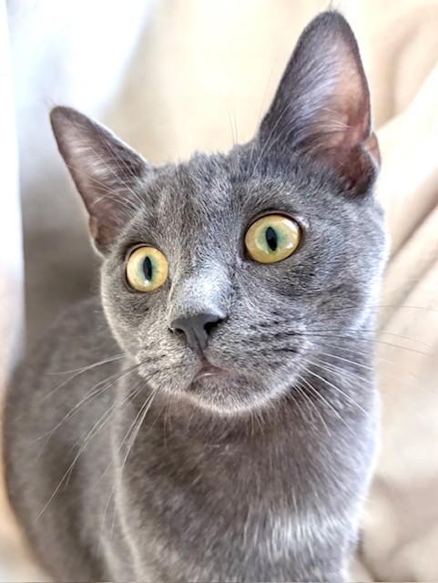 WILLOW, Adoptable, Young Female Russian Blue & Chartreux.