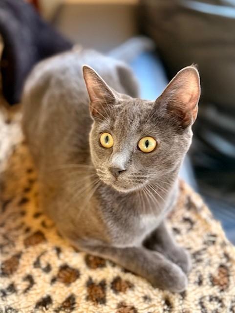 Enlarge WILLOW, a Adoptable mixed breed in Greensboro, NC image 5/6