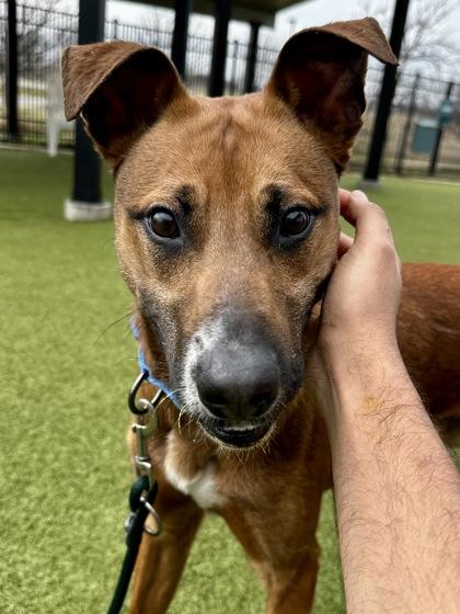 Enlarge Moose, a Adoptable mixed breed in Wichita, KS image 1/3