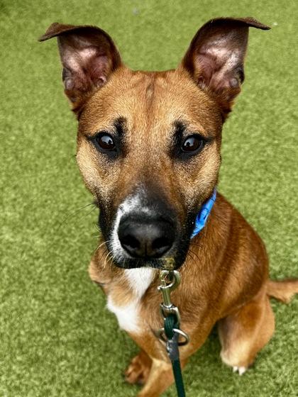 Enlarge Moose, a Adoptable mixed breed in Wichita, KS image 3/3