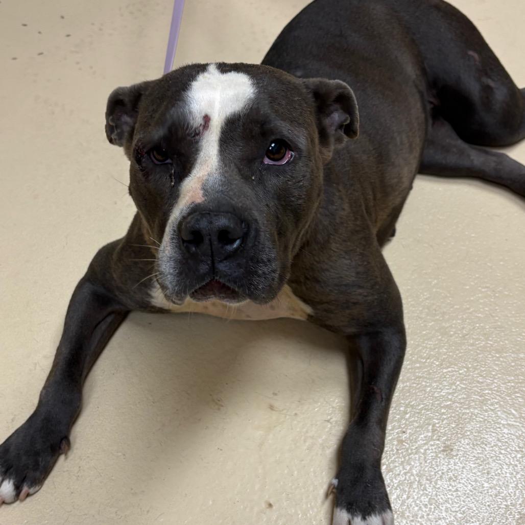 Enlarge Chancey, a Adoptable Mixed Breed in Winston-Salem, NC image 1/5