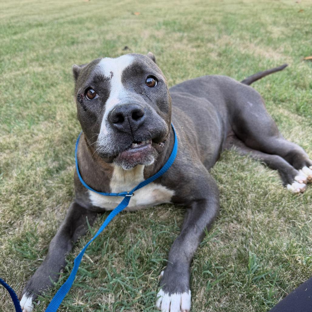 Enlarge Chancey, a Adoptable Mixed Breed in Winston-Salem, NC image 2/5