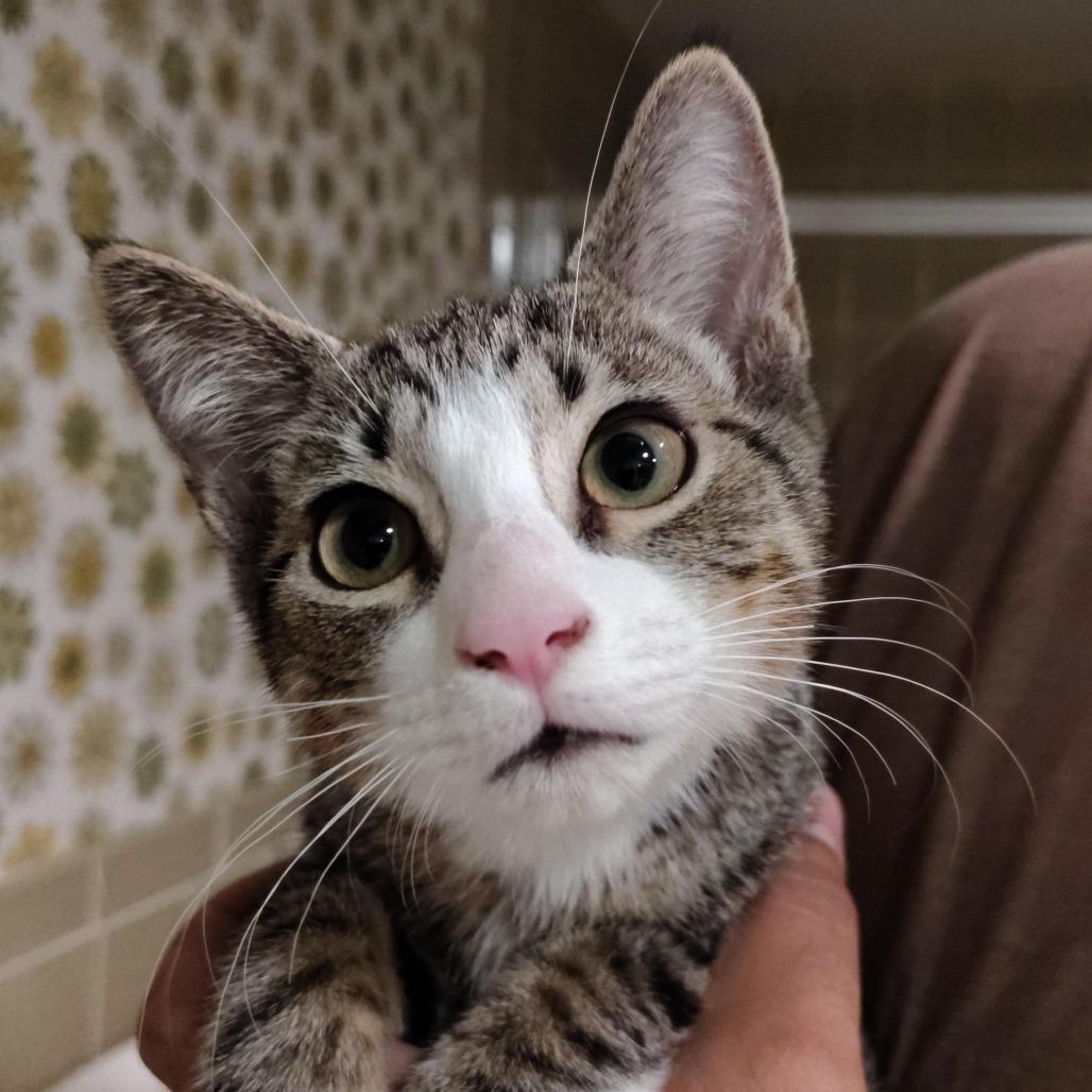 Cletus, Adoptable, Kitten Male Domestic Short Hair.