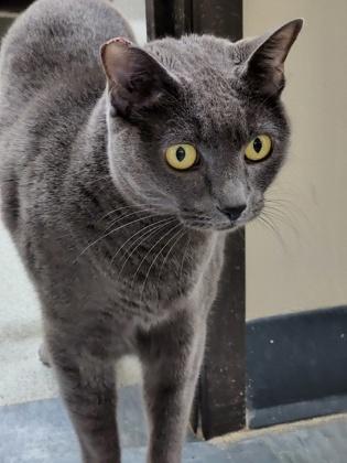 Monkey, Adoptable, Adult Female Domestic Short Hair & Domestic Short Hair.