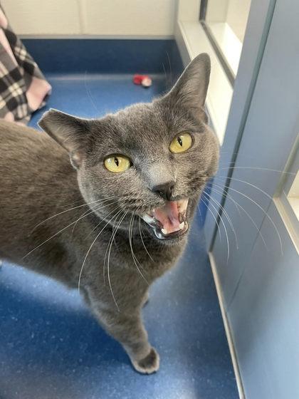 Monkey, a Adoptable mixed breed in Roseville, CA image 3/3