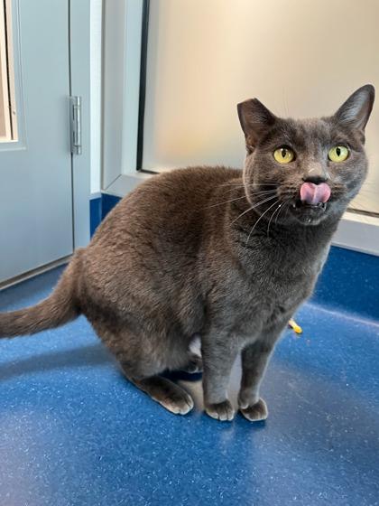 Monkey, Adoptable, Adult Female Domestic Short Hair & Domestic Short Hair.