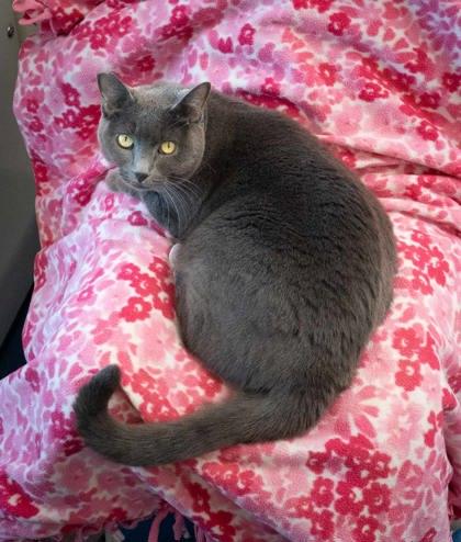 Enlarge Monkey, a Adoptable mixed breed in Roseville, CA image 2/3