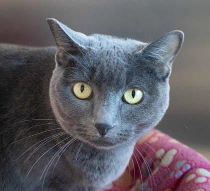 Enlarge Monkey, a Adoptable mixed breed in Roseville, CA image 3/3