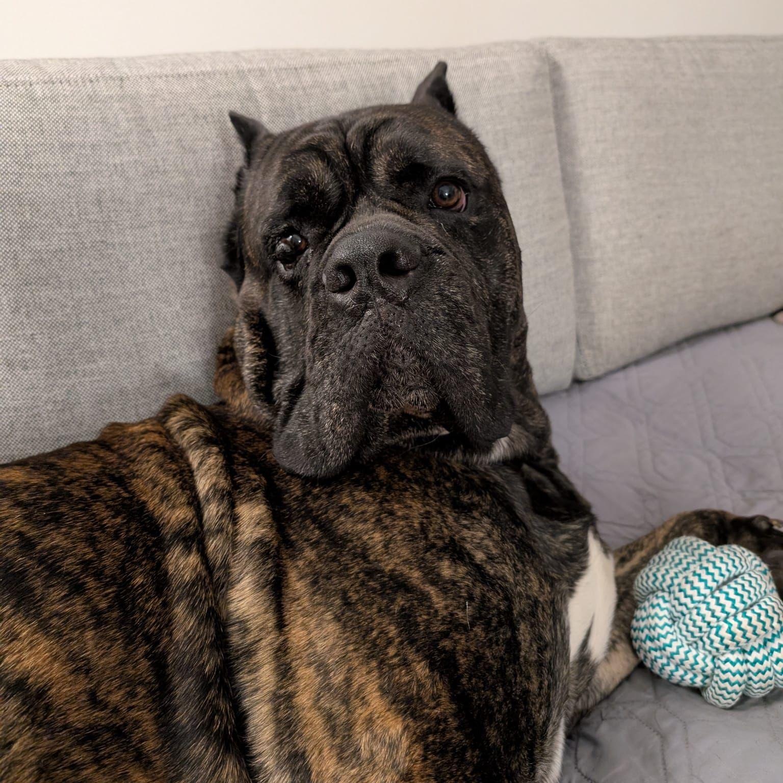 Pooch the Gentleman