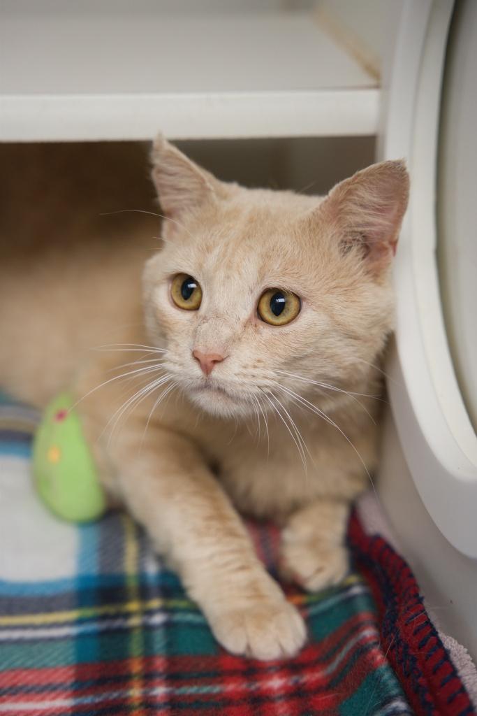 Bibble, Young Male Domestic Short Hair
