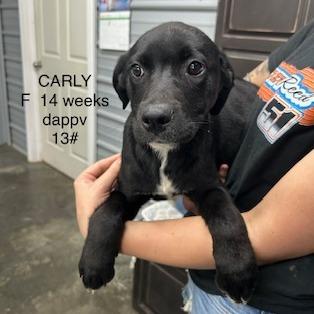 Enlarge Carly, a Adoptable Black Labrador Retriever in Princeton, KY image 1/1