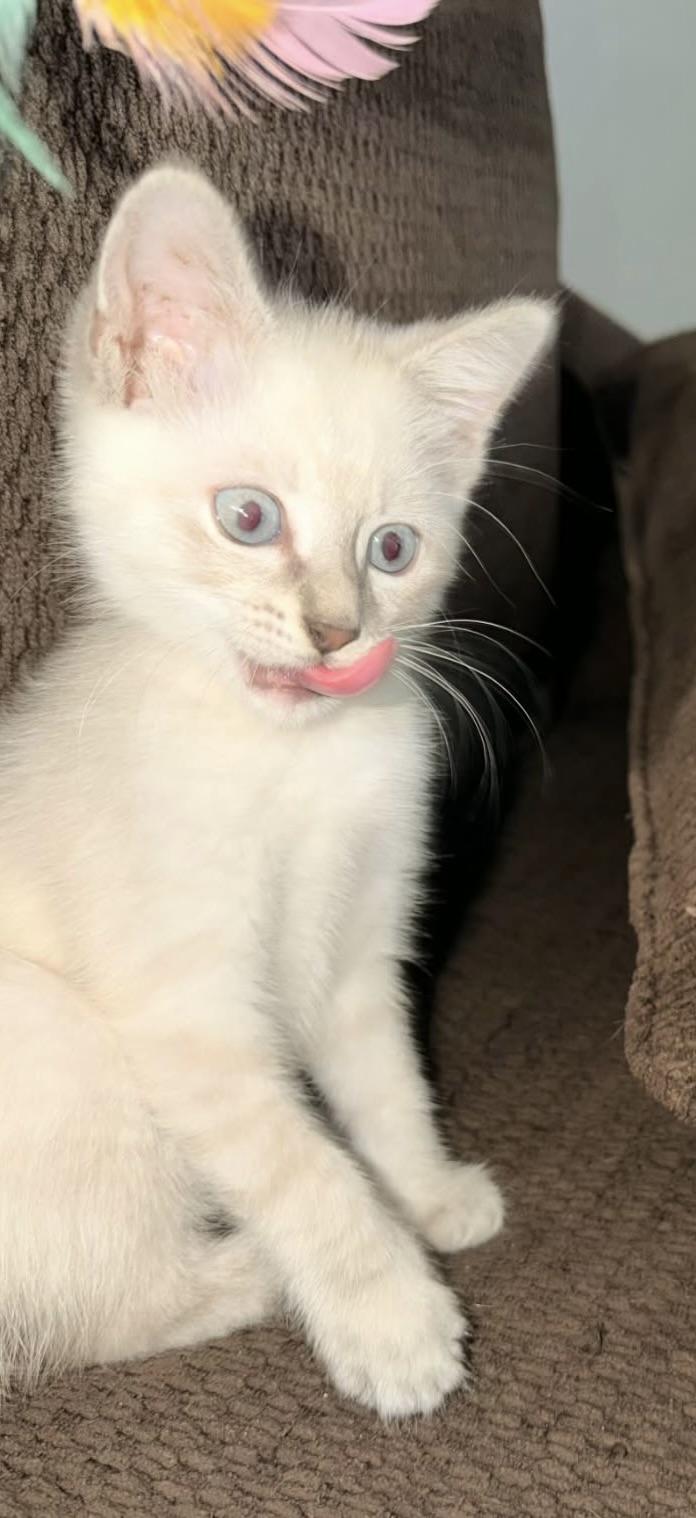 Enlarge The Alleycat kittens, an adopted mixed breed in Houston, TX image 2/6