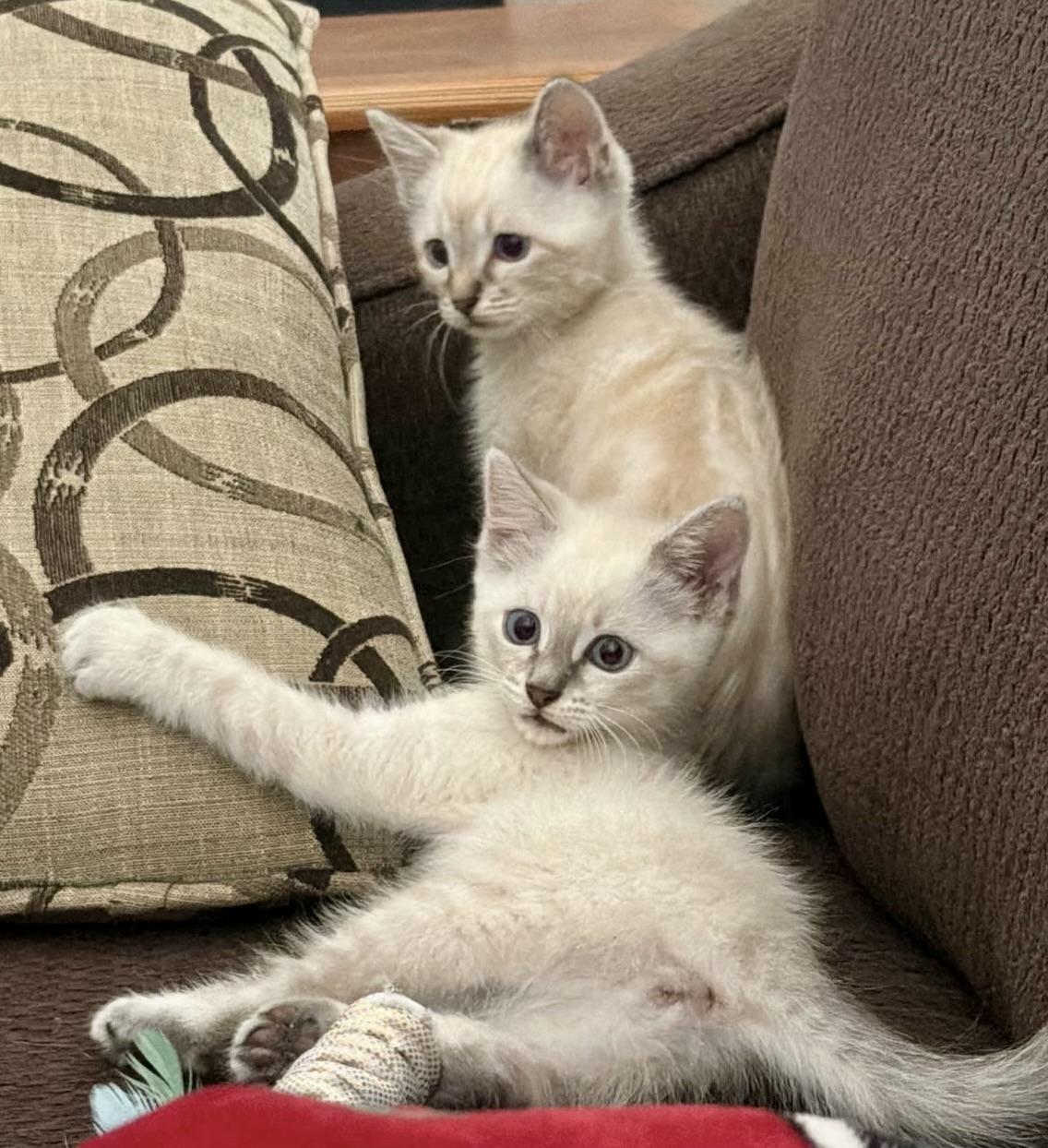 Enlarge The Alleycat kittens, an adopted mixed breed in Houston, TX image 1/6