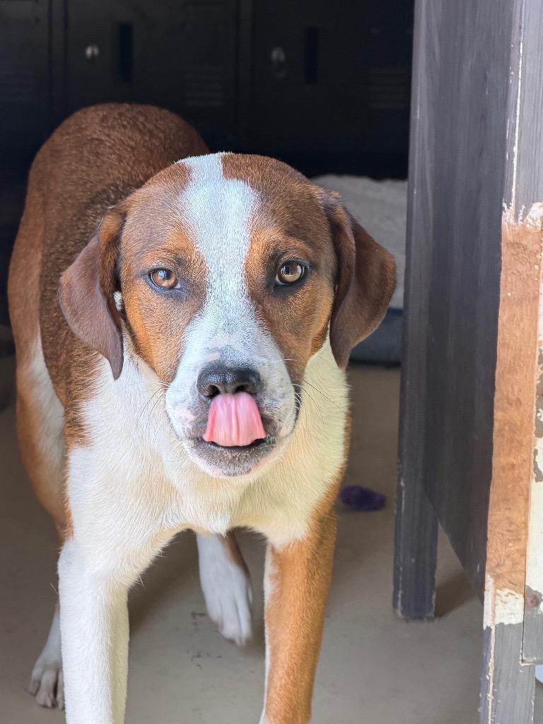 Chance, Adoptable, Adult Male Mixed Breed.