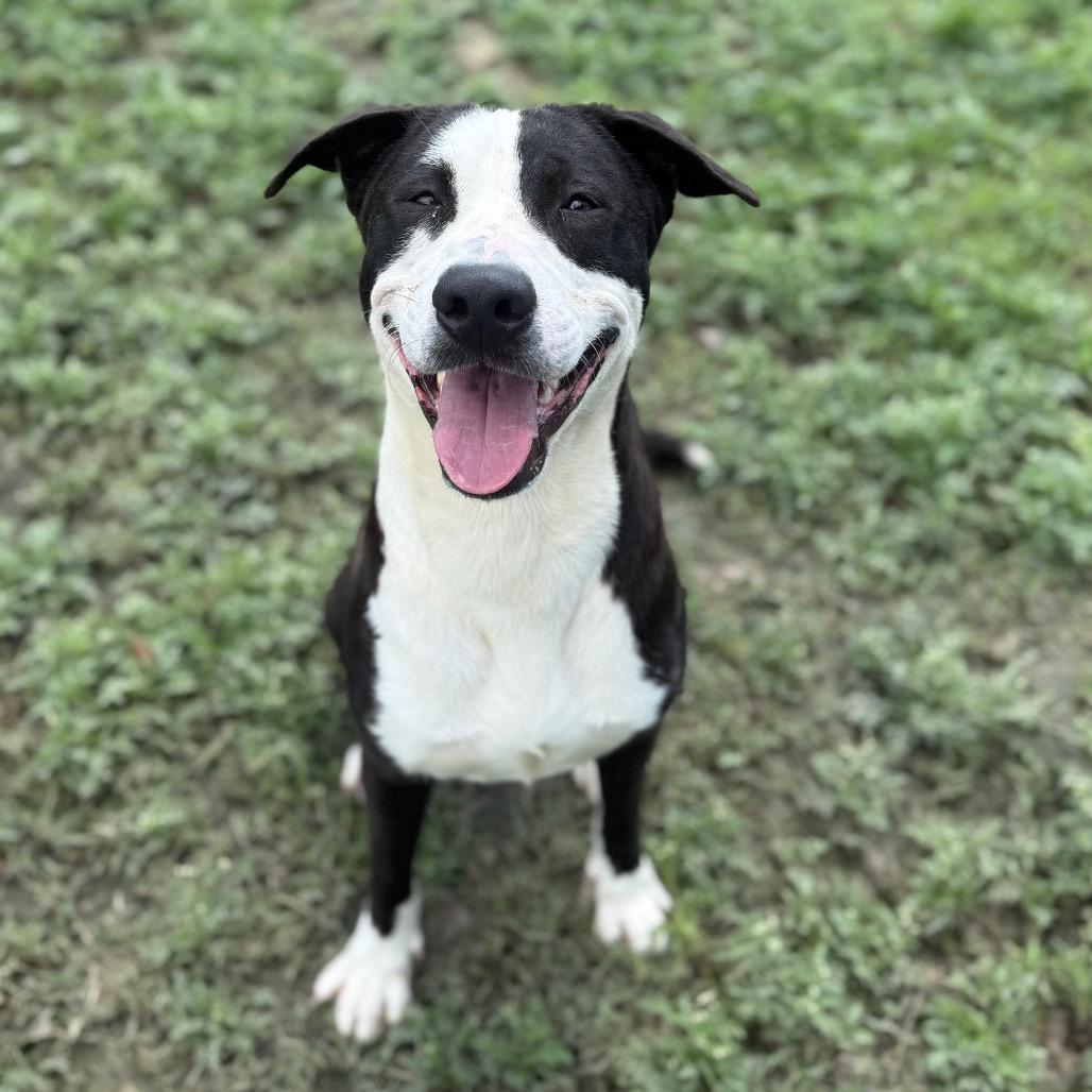 Enlarge Coriander, a Adoptable mixed breed in Corpus Christi, TX image 1/6