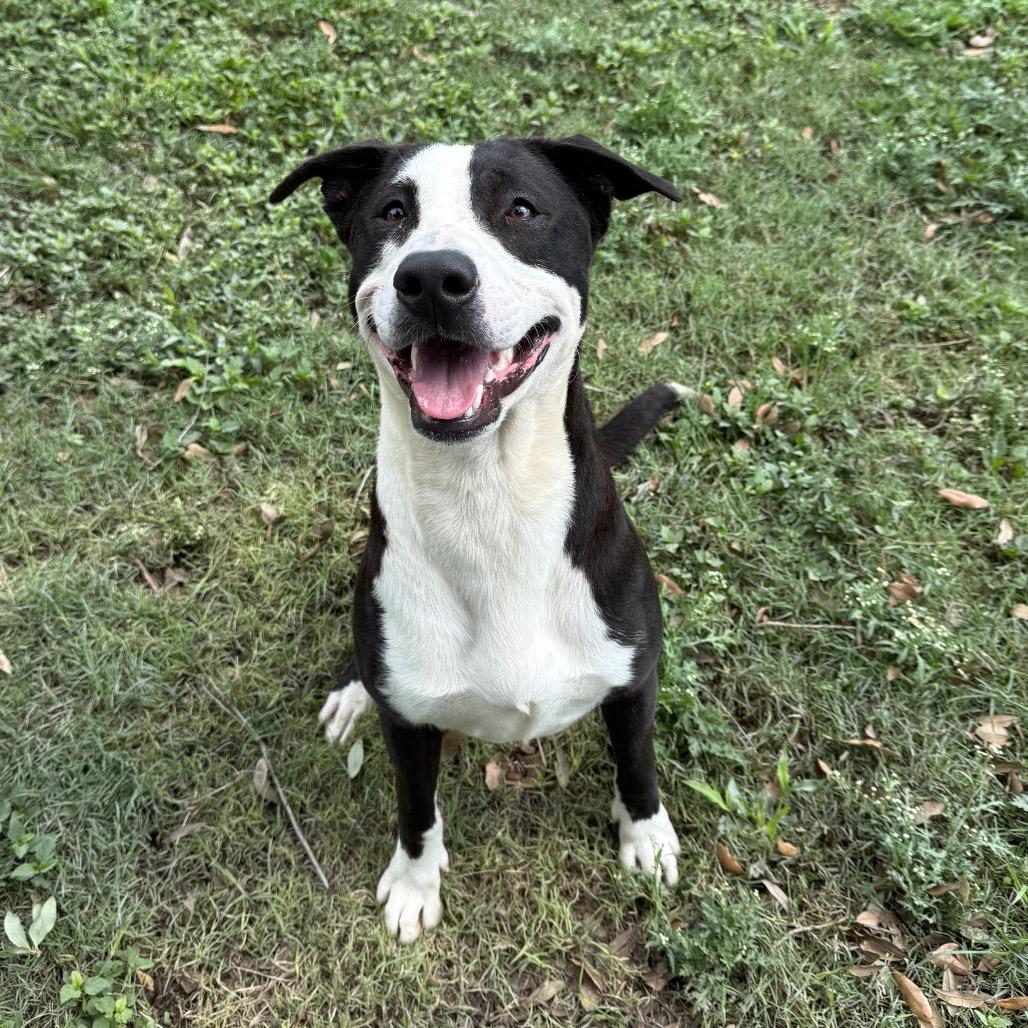 Enlarge Coriander, a Adoptable mixed breed in Corpus Christi, TX image 2/6