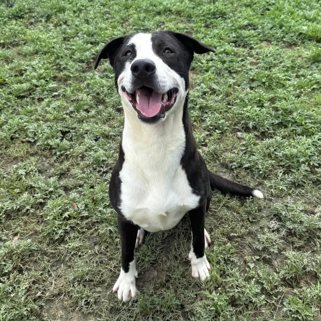 Enlarge Coriander, a Adoptable mixed breed in Corpus Christi, TX image 3/6