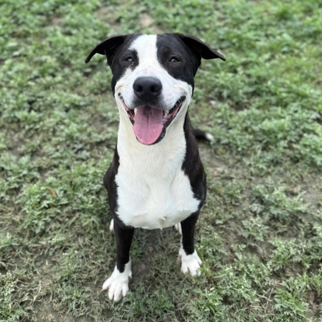 Enlarge Coriander, a Adoptable mixed breed in Corpus Christi, TX image 4/6