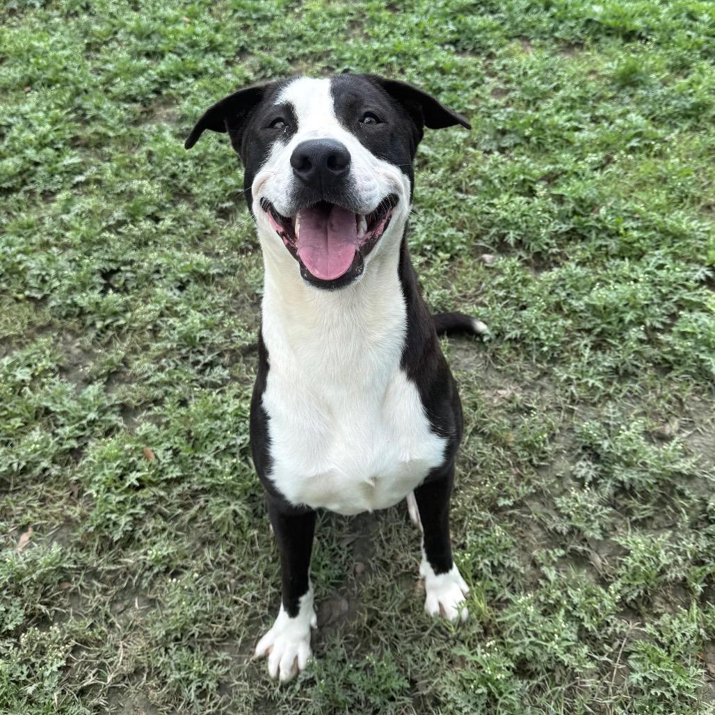 Enlarge Coriander, a Adoptable mixed breed in Corpus Christi, TX image 5/6