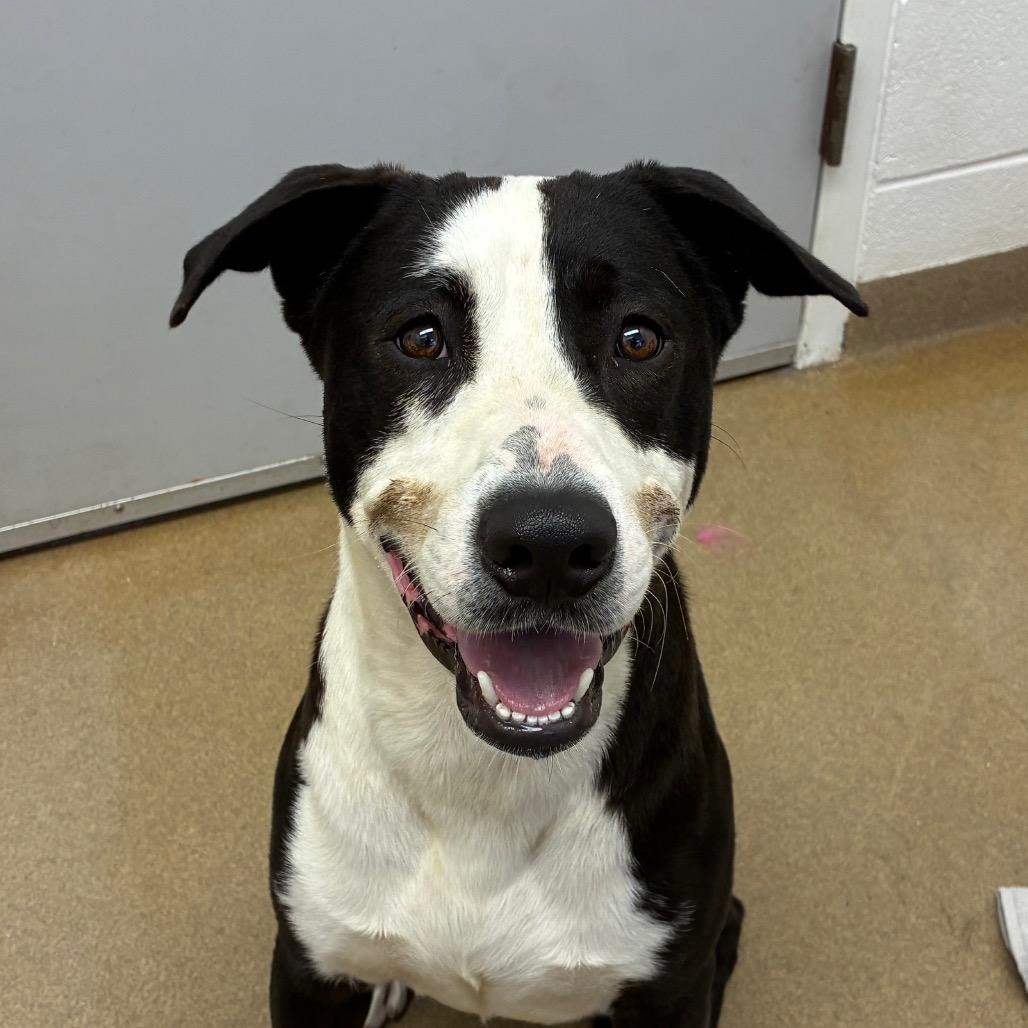 Enlarge Coriander, a Adoptable mixed breed in Corpus Christi, TX image 6/6
