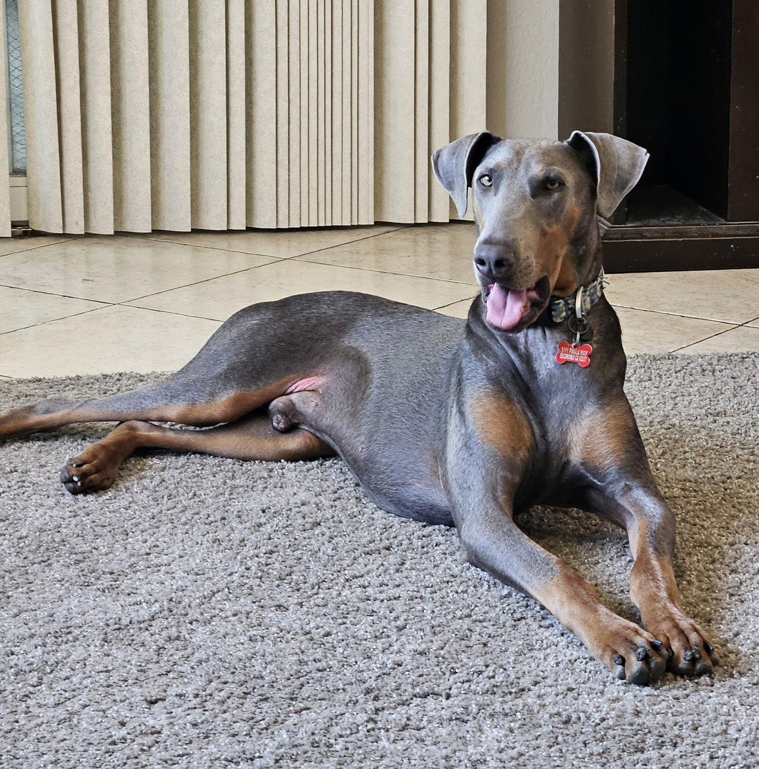 Enlarge Doggo, a Adopted Doberman Pinscher in Escondido, CA image 1/3