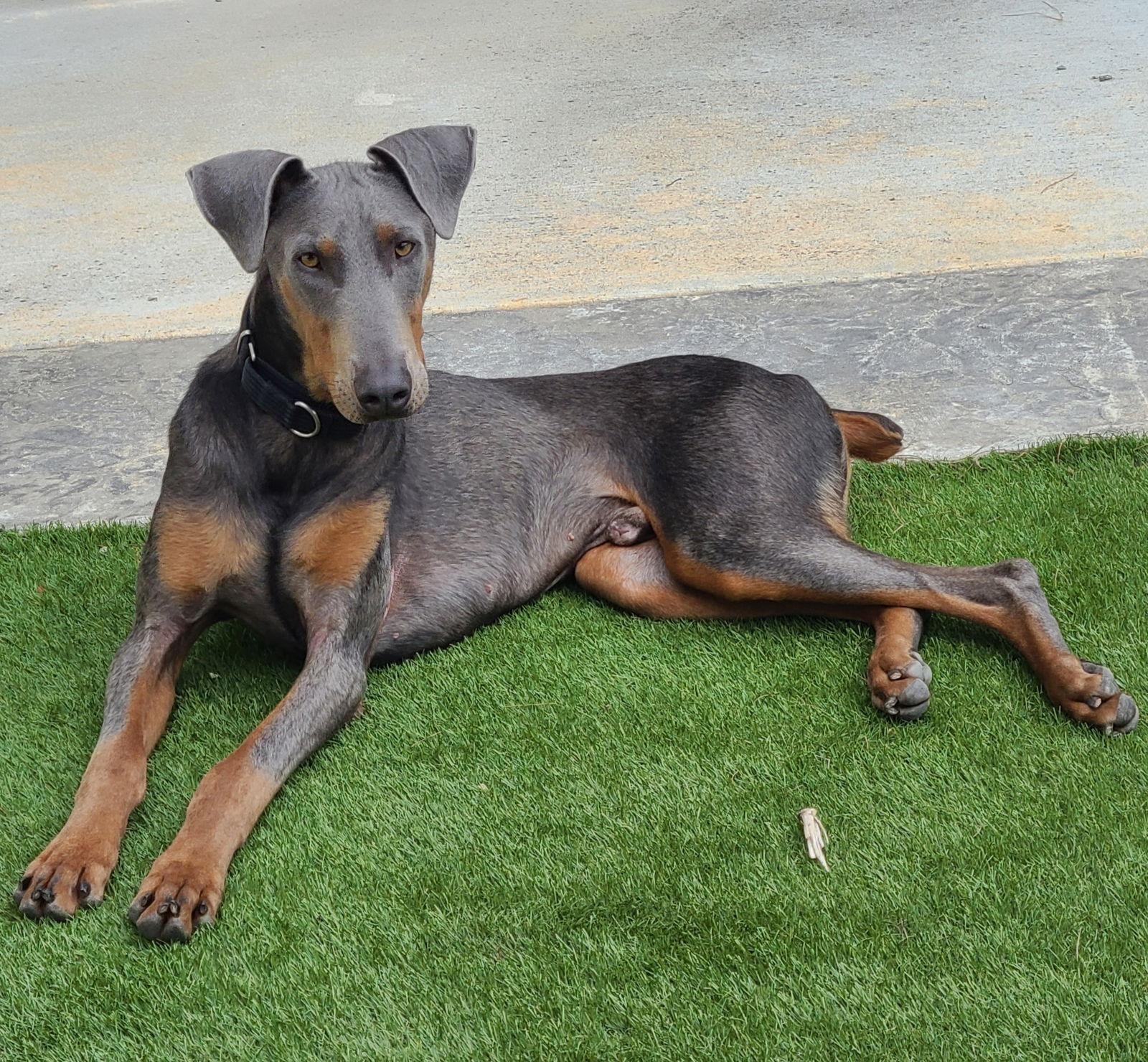 Enlarge Doggo, a Adopted Doberman Pinscher in Escondido, CA image 2/3