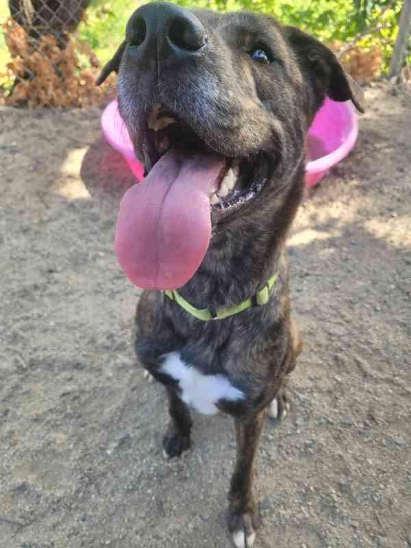 Enlarge Woody, a Adoptable mixed breed in Phoenix, OR image 2/5