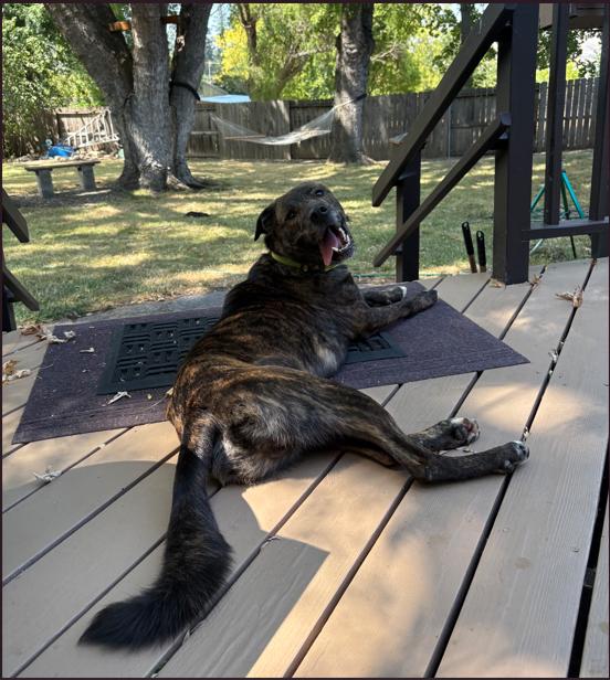 Enlarge Woody, a Adoptable mixed breed in Phoenix, OR image 3/5