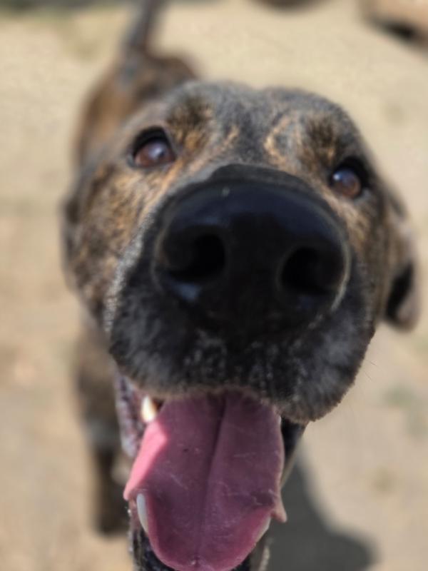 Enlarge Woody, a Adoptable mixed breed in Phoenix, OR image 1/5