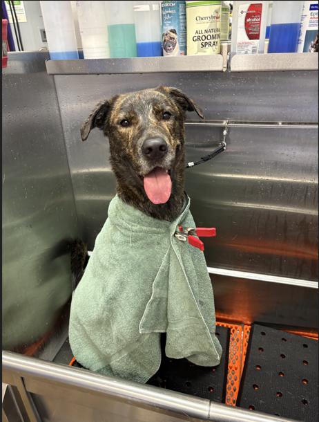 Enlarge Woody, a Adoptable mixed breed in Phoenix, OR image 4/5
