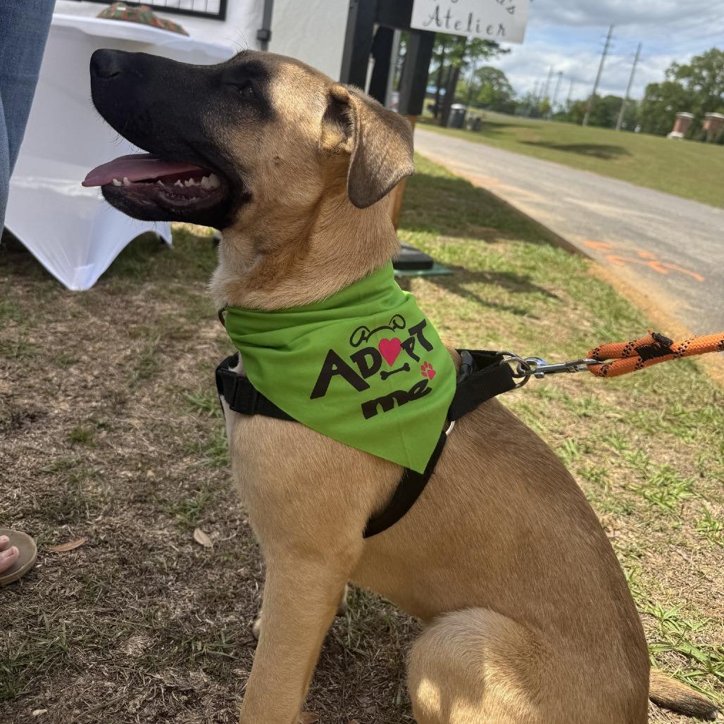 Enlarge Jack, a Adoptable Great Dane in Enterprise, AL image 1/6