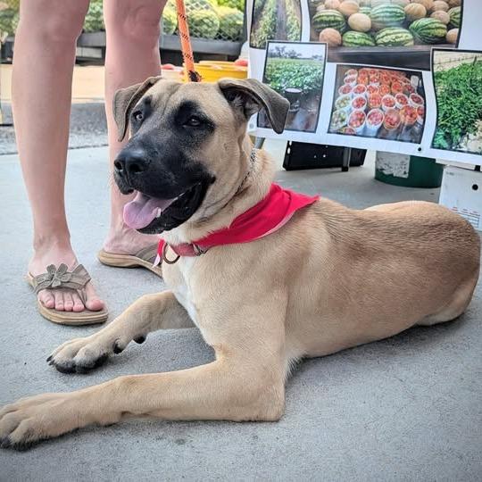 Rexy, a Adoptable mixed breed in Enterprise, AL image 2/6