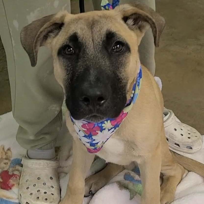 Enlarge Jack, a Adoptable Great Dane in Enterprise, AL image 2/4